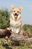 CORGI PEMBROKE 182